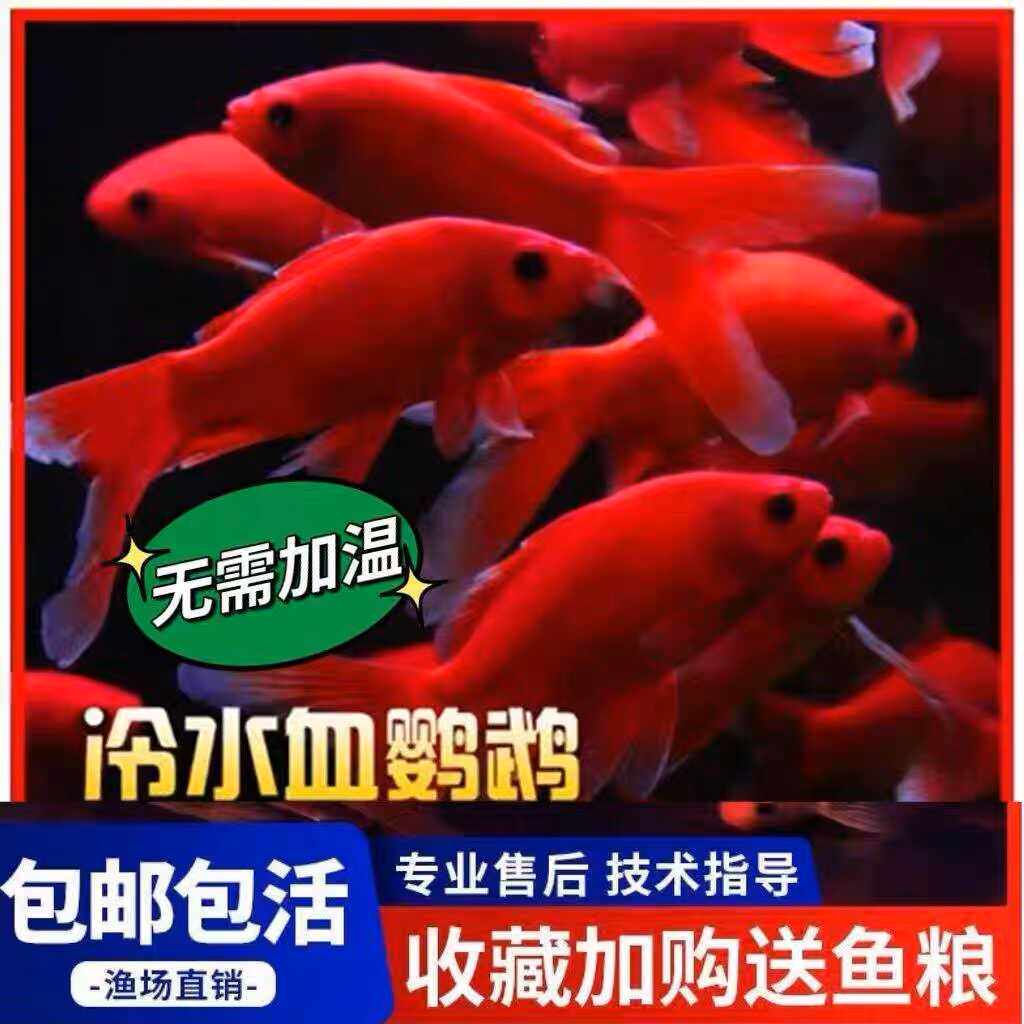 冷水鹦鹉鱼金鱼活鱼招财鱼好养耐活财神鱼发财鱼观赏鱼