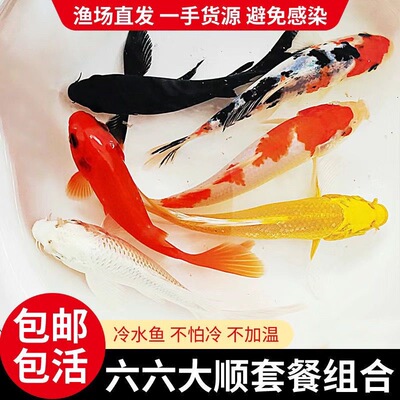 黑金锦鲤鱼活体纯种大型红白黑金黄金锦鲤冷水观赏鱼鹦鹉白金