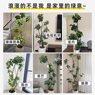 造型鸭脚木客厅大盆栽鸭掌木鹅掌柴室内绿植大型四季常青真花植物
