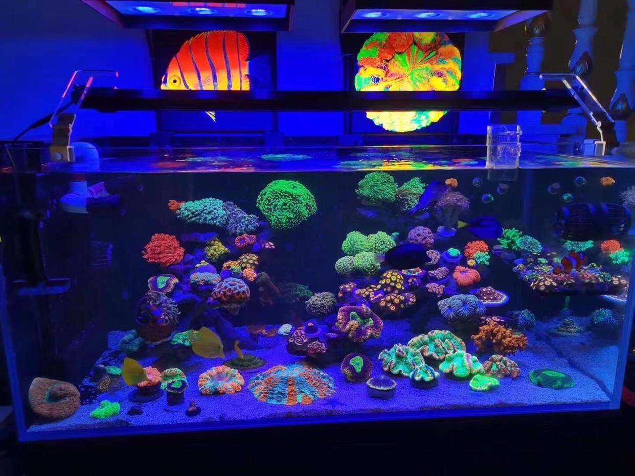 海水鱼缸去蓝光贴膜海水缸滤镜防眩晕珊瑚缸拍照滤镜过滤蓝光神器