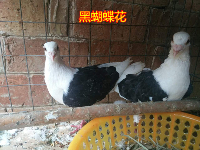 观赏鸽.凤尾.淑女 秀 两头乌鸟