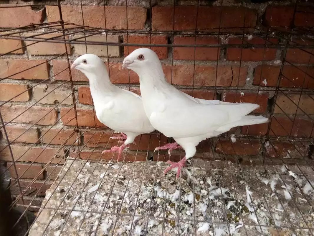 观赏鸽子俄罗斯鸽子黄杠信鸽肉鸽鸽子活体活物包邮包活到家做好哦