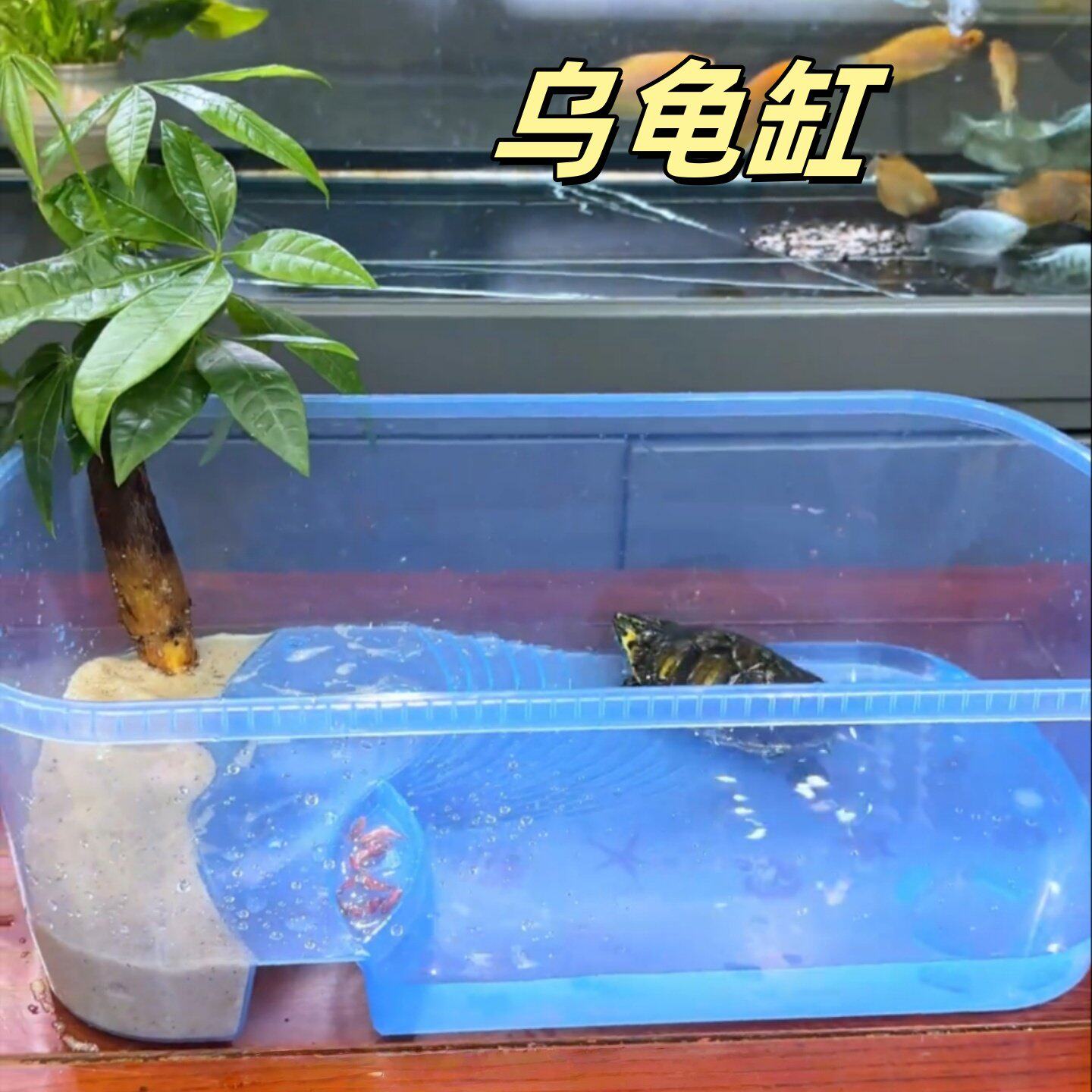 乌龟缸家用养乌龟专用缸大号爬梯水陆两栖生态缸干湿分离造景龟盆