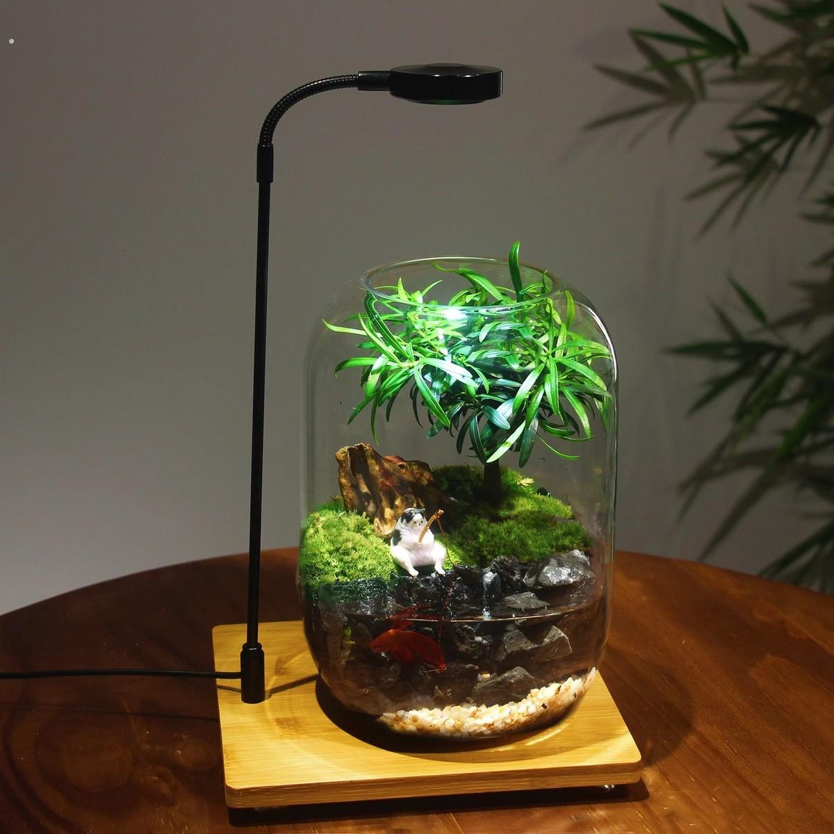 生态瓶微景观苔藓缸成品盆栽盆景成品造景赤楠绿植好养活桌面办公
