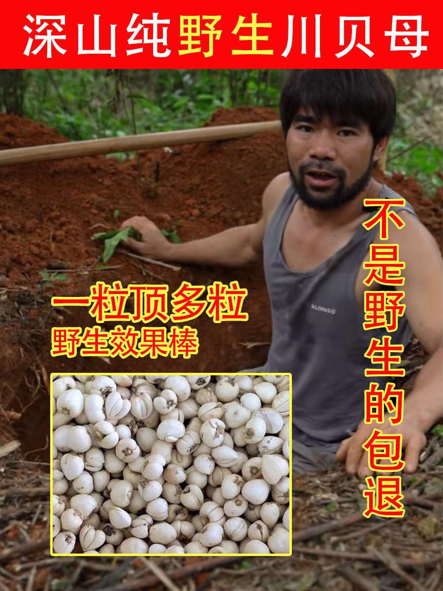 老周四川深山纯野生川贝母50g材粉片松贝藏青
