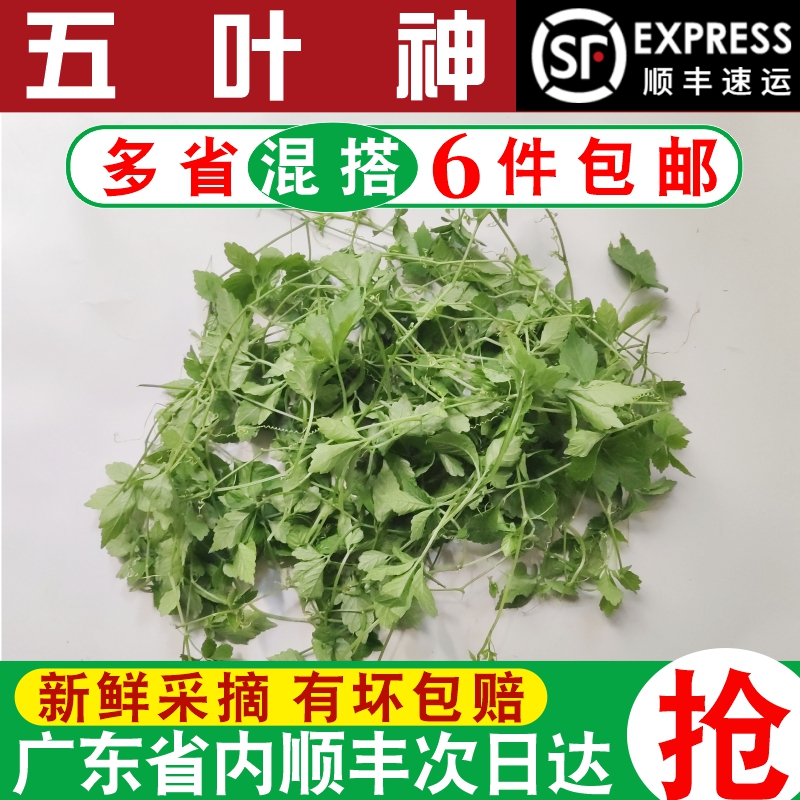 五叶神500g新鲜七叶胆福音草煲汤食材五叶参小苦药公罗锅底绞股蓝