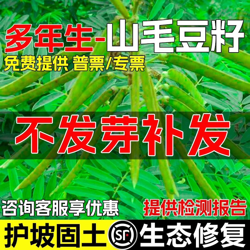 山毛豆种籽护坡固土生态修复草籽