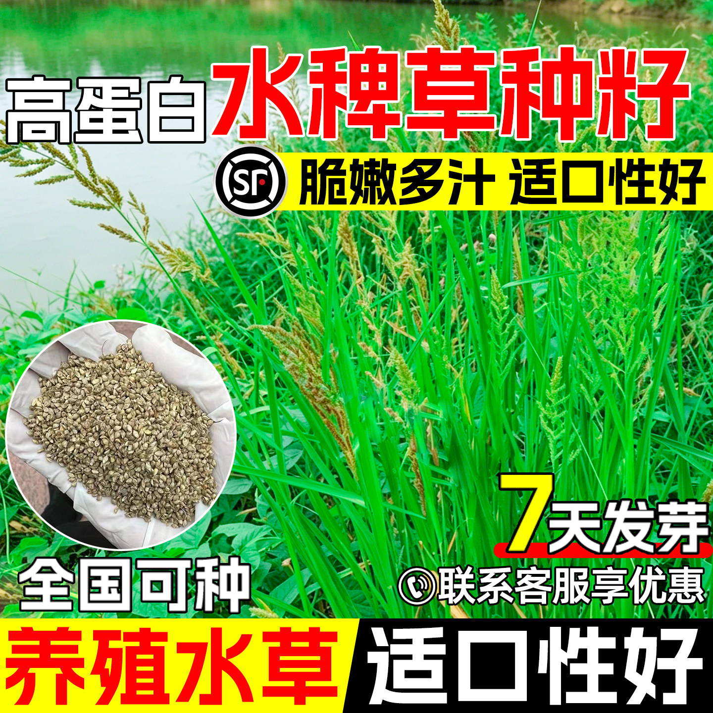 水椑草种子猪牛羊鸡鸭鹅喜食牧草