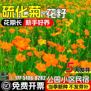 硫华菊种籽四季播种公园小区民宿景观花卉黄秋英花籽庭院别墅种子