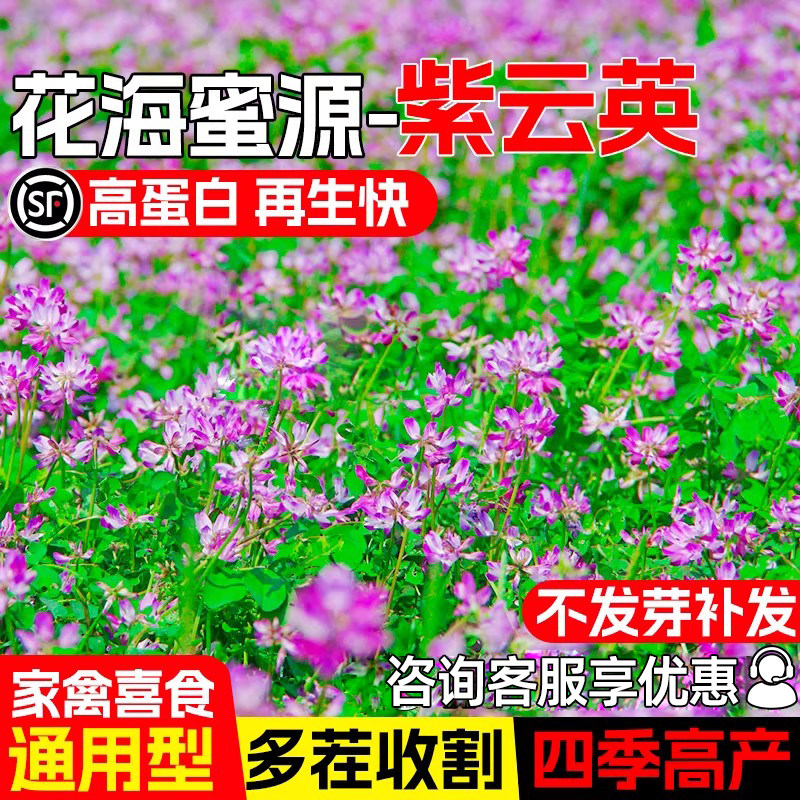 紫云英种籽牧草种子果园绿肥草籽