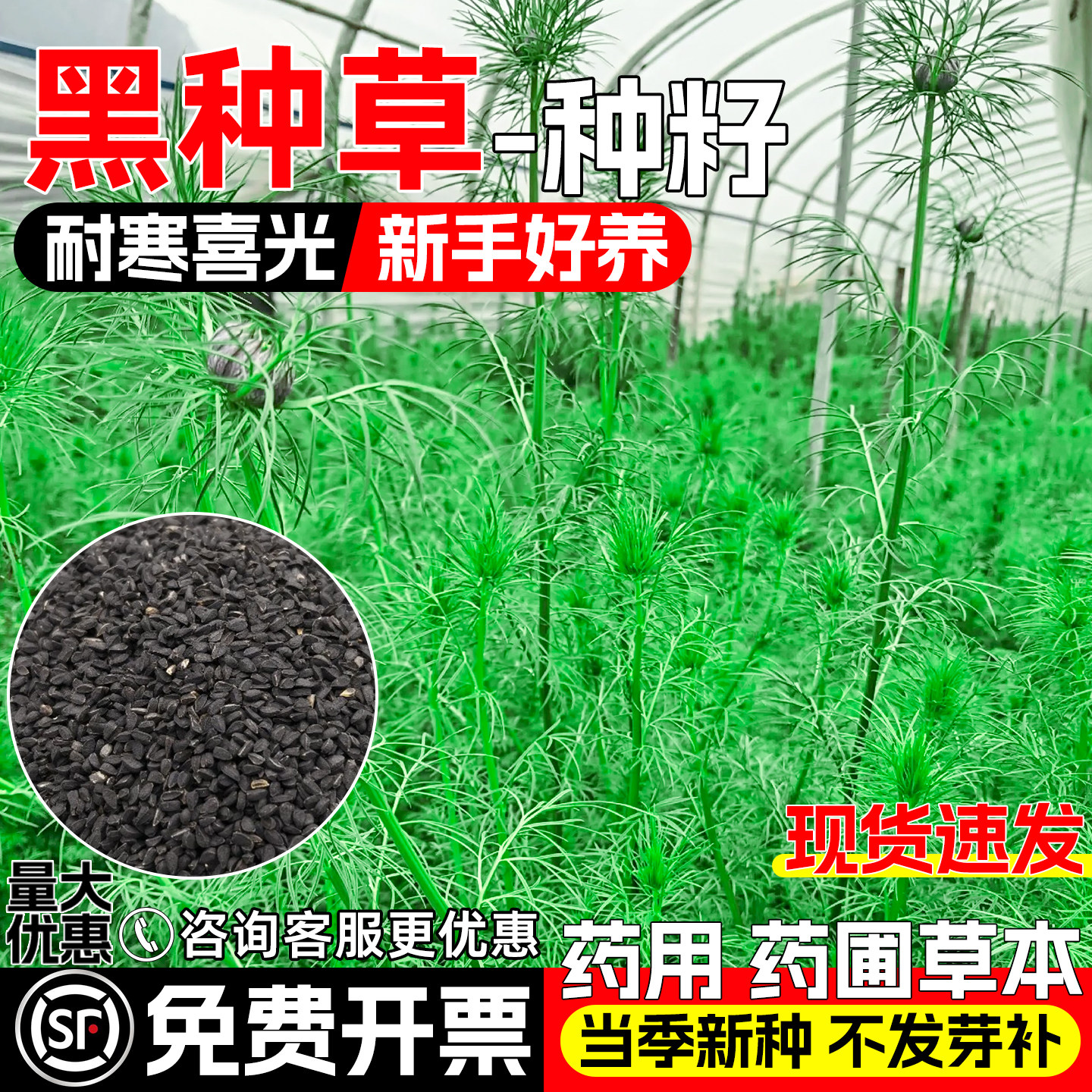 黑种草种子药用观赏中药材黑种子