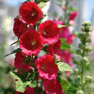 重瓣蜀葵花种子春秋四季易种多年生宿根花籽室外庭院花种籽一丈红