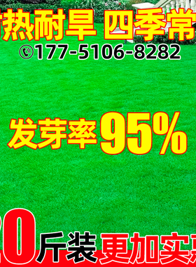 草坪草籽耐寒耐旱护坡狗牙根矮生四季青庭院地毯草绿化黑麦草种子