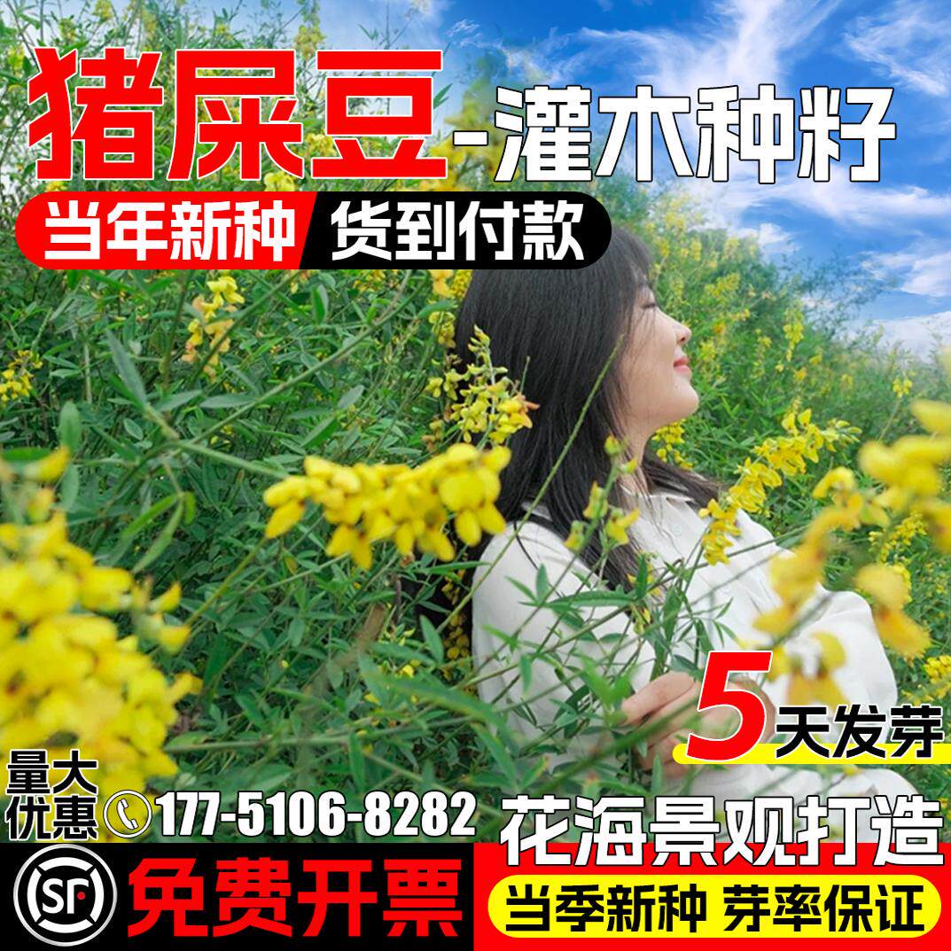 猪屎豆种籽护坡固土灌木草籽四季常青花海景观工程绿化荒地草种子