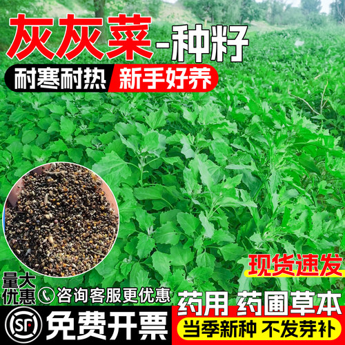 灰灰菜种子灰条菜中药材食用野菜