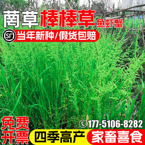 棒棒草籽小龙虾养殖虾塘水草种子