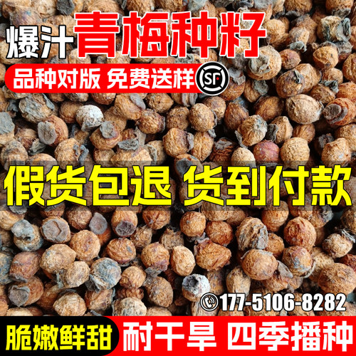 青梅种子园林绿化观赏青皮酸梅