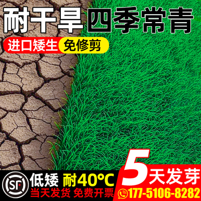 草坪草籽耐旱矮生绿化地毯草种子