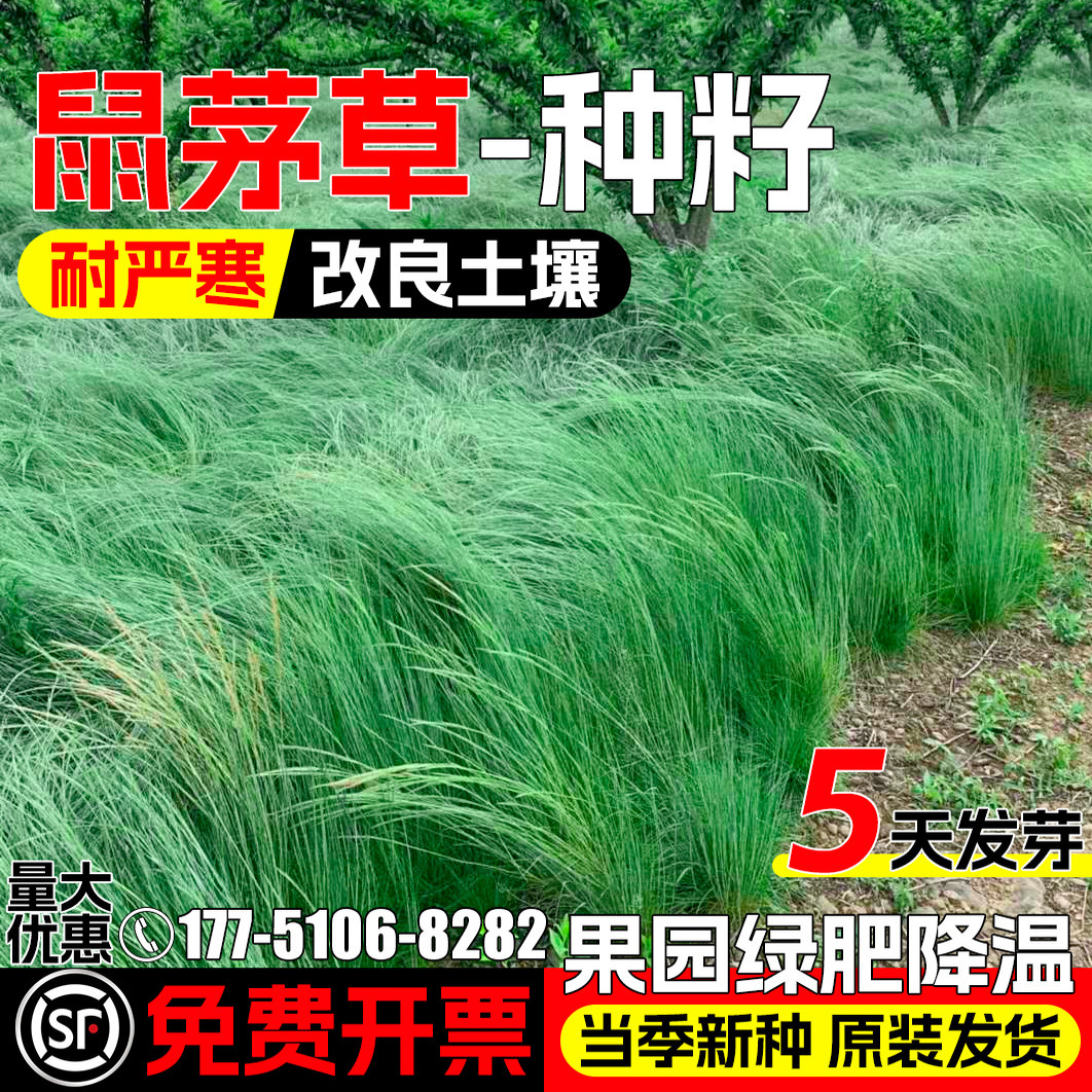 鼠茅草种子土壤改善果园绿肥降温