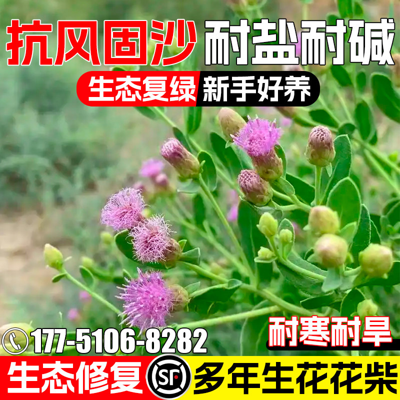 花花柴种子荒漠戈壁滩地沙丘绿化