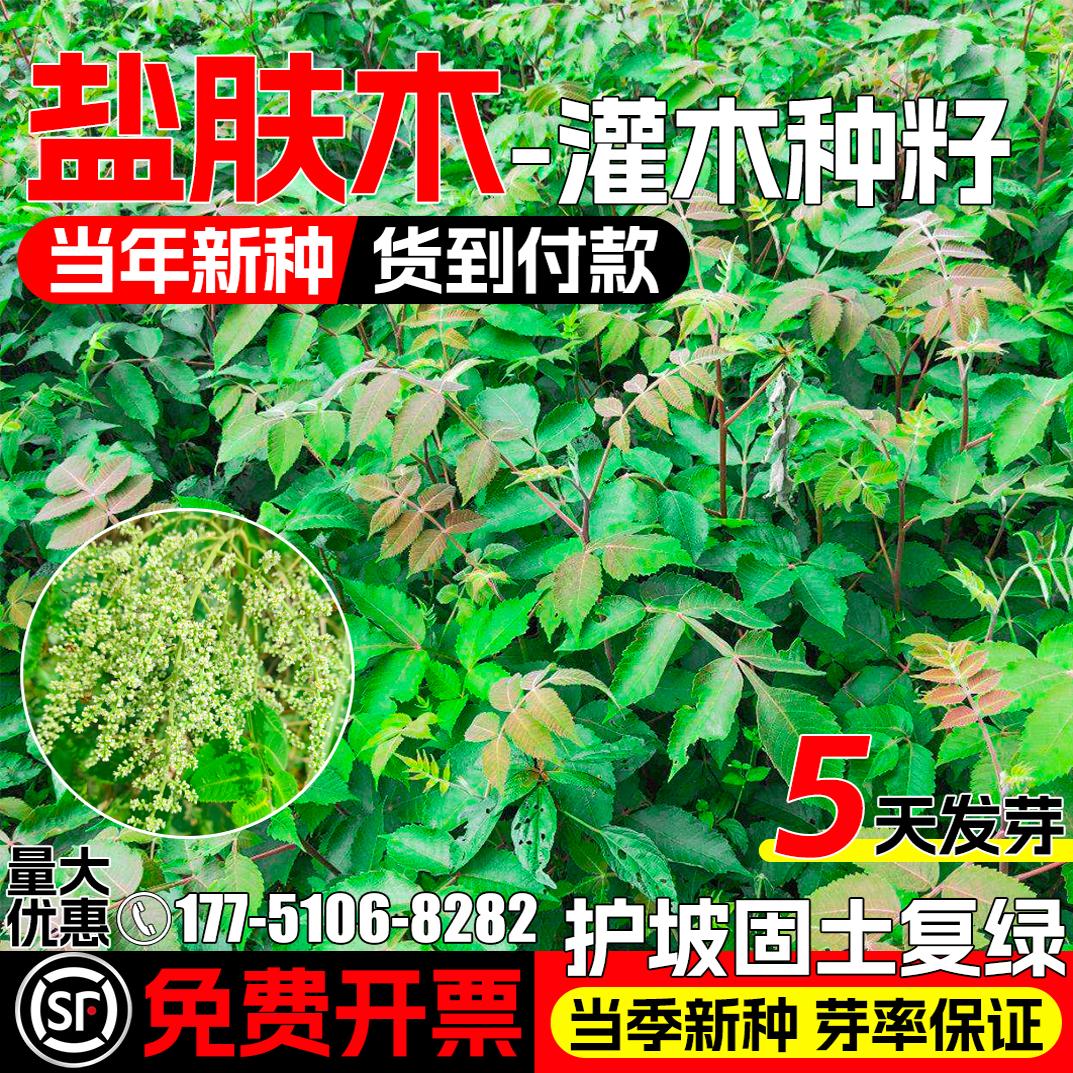 盐肤木种子多年生护坡固土灌木种籽耐寒耐旱工程绿化荒地复绿草籽