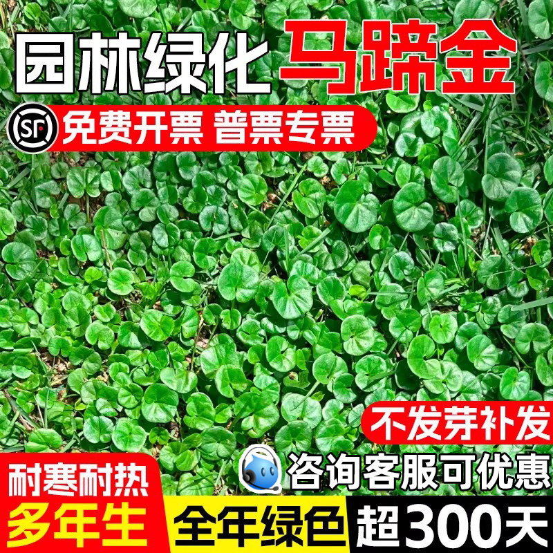 马蹄金草种籽四季常青铜钱草种子