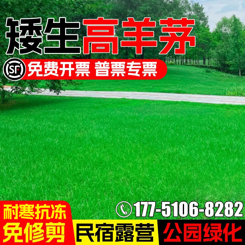 矮生高羊茅草籽免修剪四季常青护坡固土公园小区庭院绿化草坪种子