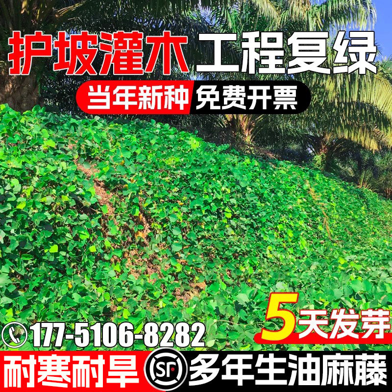 油麻藤种籽护坡固土爬藤植物种子