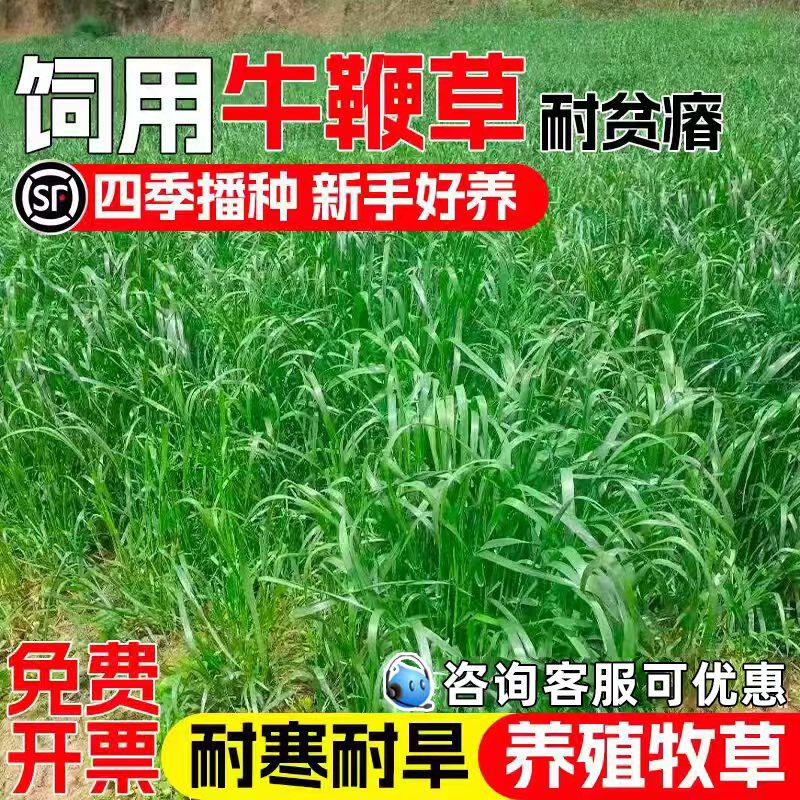 牛鞭草种子耐旱耐贫瘠多年生牧草种籽畜牧养殖多茬收割高蛋白草籽