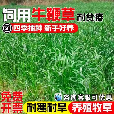 牛鞭草多年生牧草畜牧养殖高蛋白