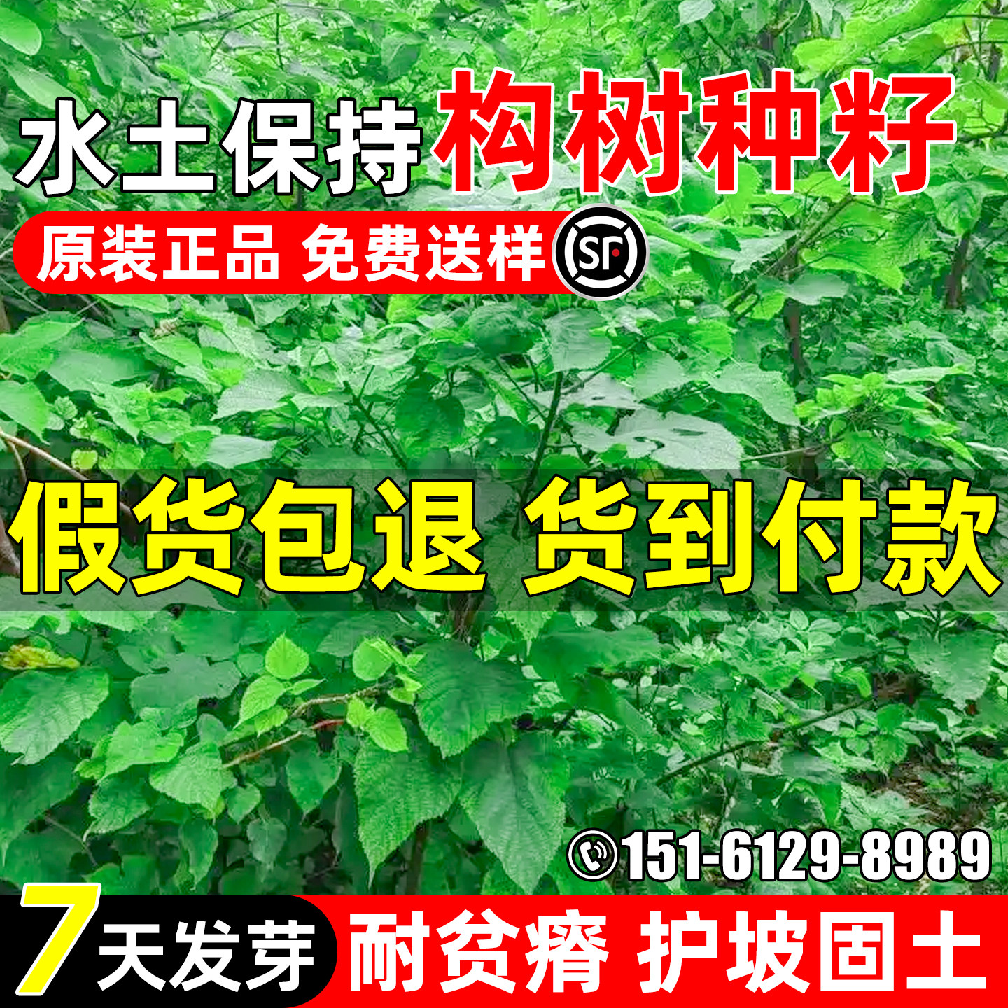 构树种子护坡固土水土保持绿化