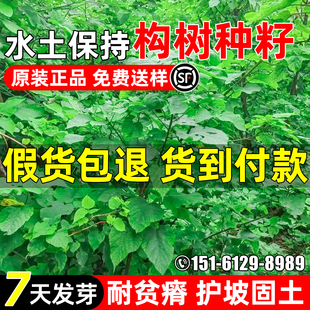 构树种子多年生护坡固土灌木种籽构桃树构乳熟楮实子水土保持绿化