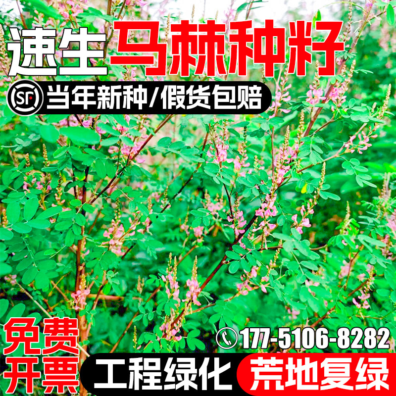 马棘种籽灌木草籽护坡固土种子