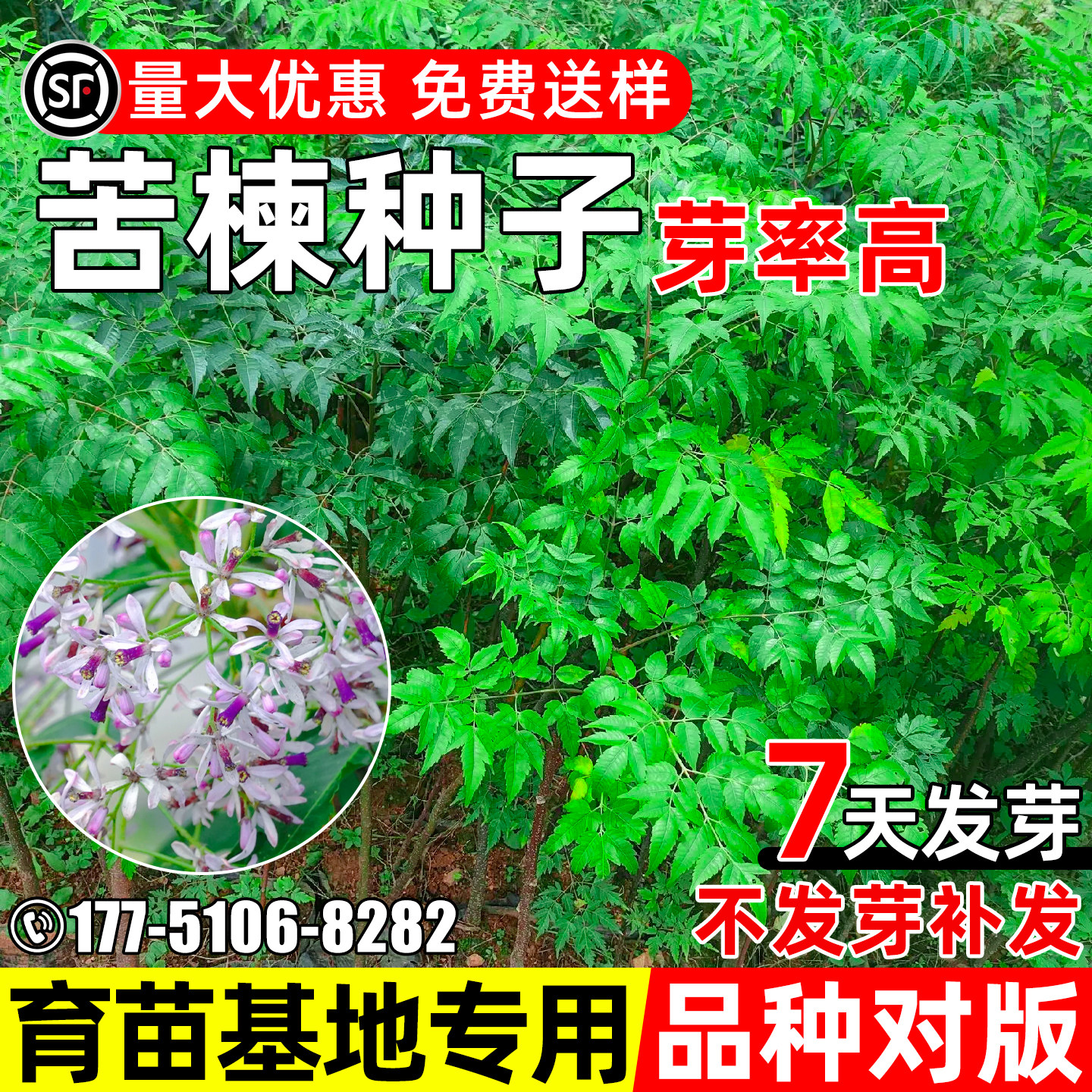 苦楝树种子新采紫花树楝树种籽多年生园林绿化观赏公园景区行道树