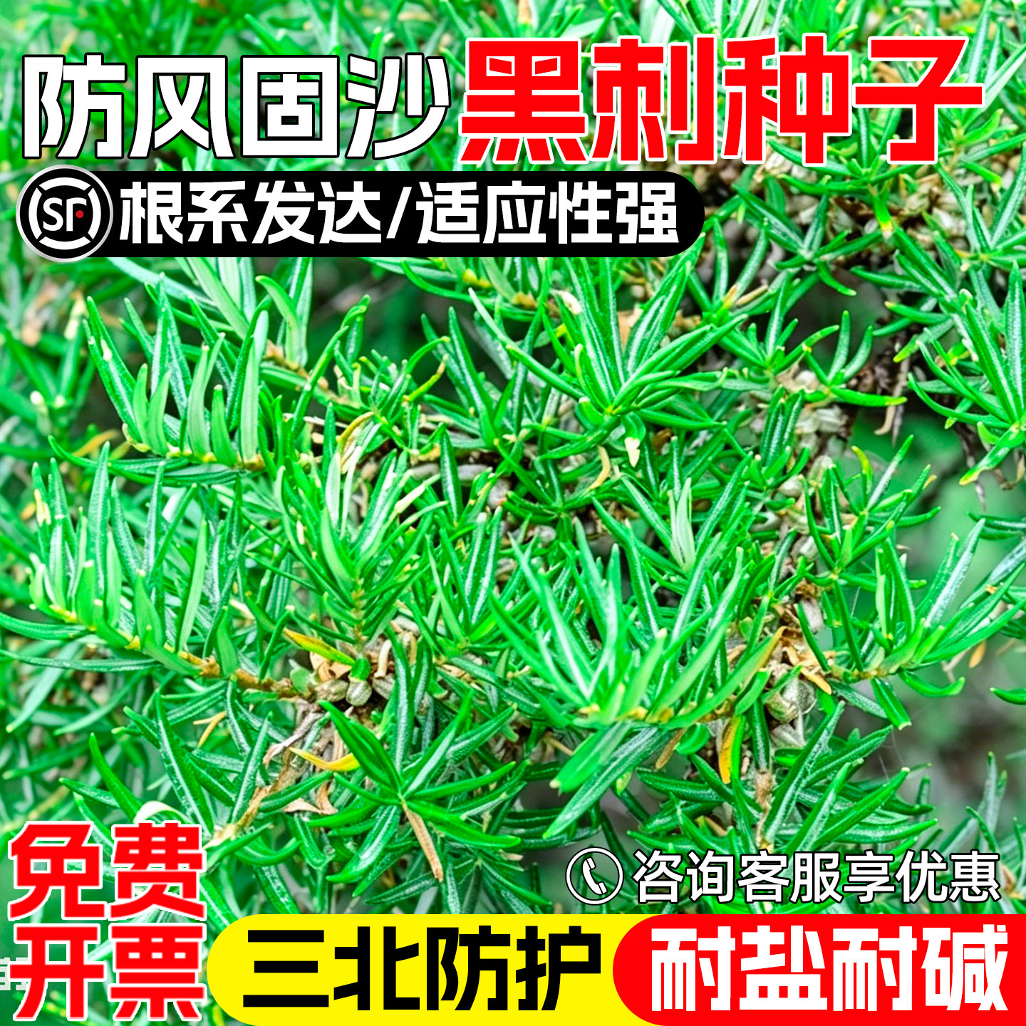 黑刺种子生态工程绿化防风固沙