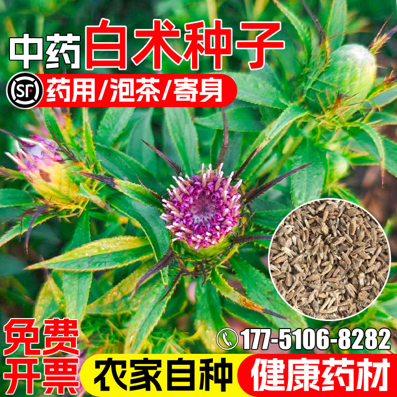 白术种子四季播种药食两用于术冬术中草药绿化观赏泡茶中药材种籽