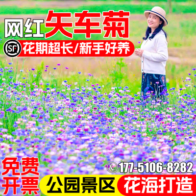 矢车菊花籽四季播种庭院别墅花海