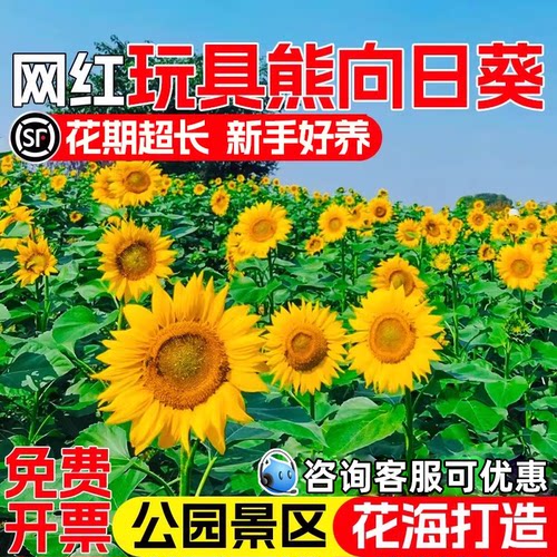 玩具熊向日葵种子四季种植野花籽