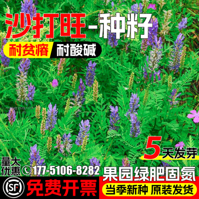 沙打旺种籽耐贫瘠牧草籽护坡固土