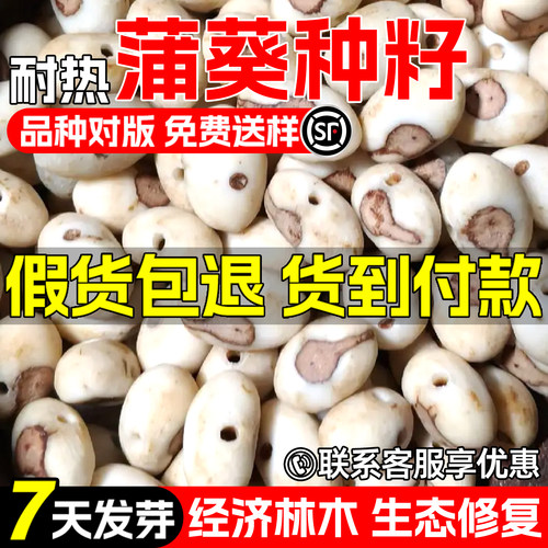 蒲葵种子扇叶葵葵树园林绿化观赏