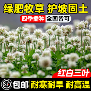 进口三叶草种子红三叶白三叶种籽幸运草四季常青耐寒绿化草坪草籽