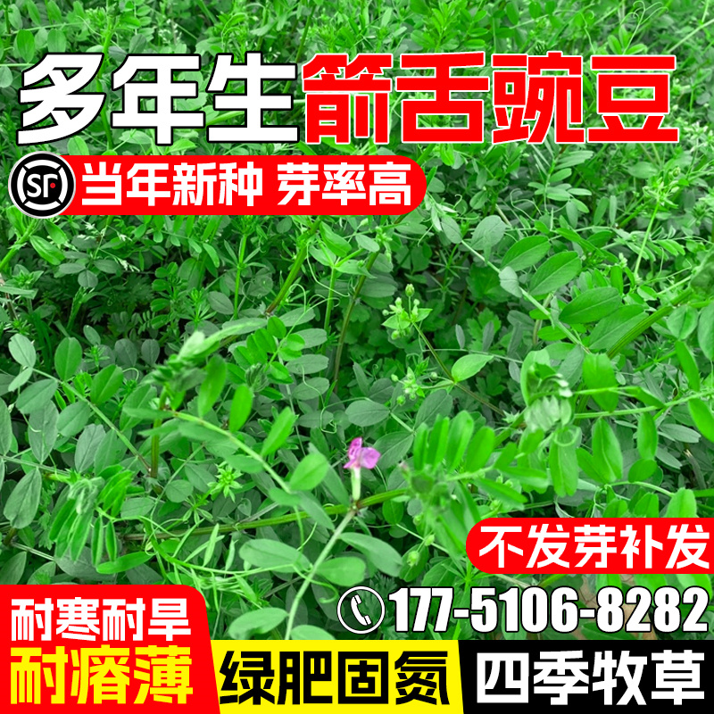 箭舌豌豆种籽果园绿肥耐贫瘠牧草