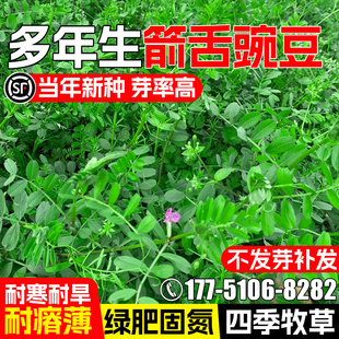 箭舌野豌豆种子毛苕子牧草果园绿肥种籽高产光叶紫花苕耐贫瘠草籽