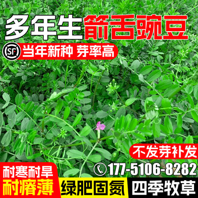 箭舌豌豆种籽果园绿肥耐贫瘠牧草