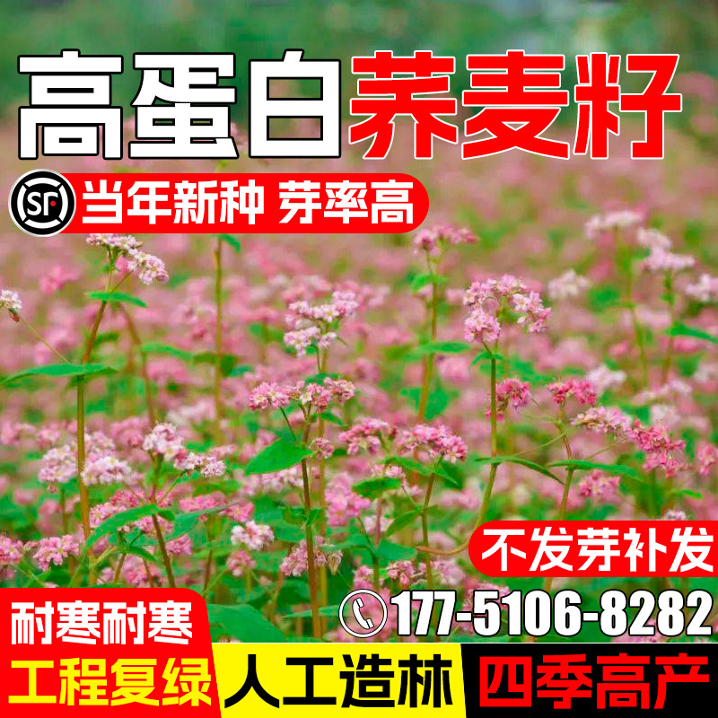 荞麦种子四季高产高蛋白牧草草籽