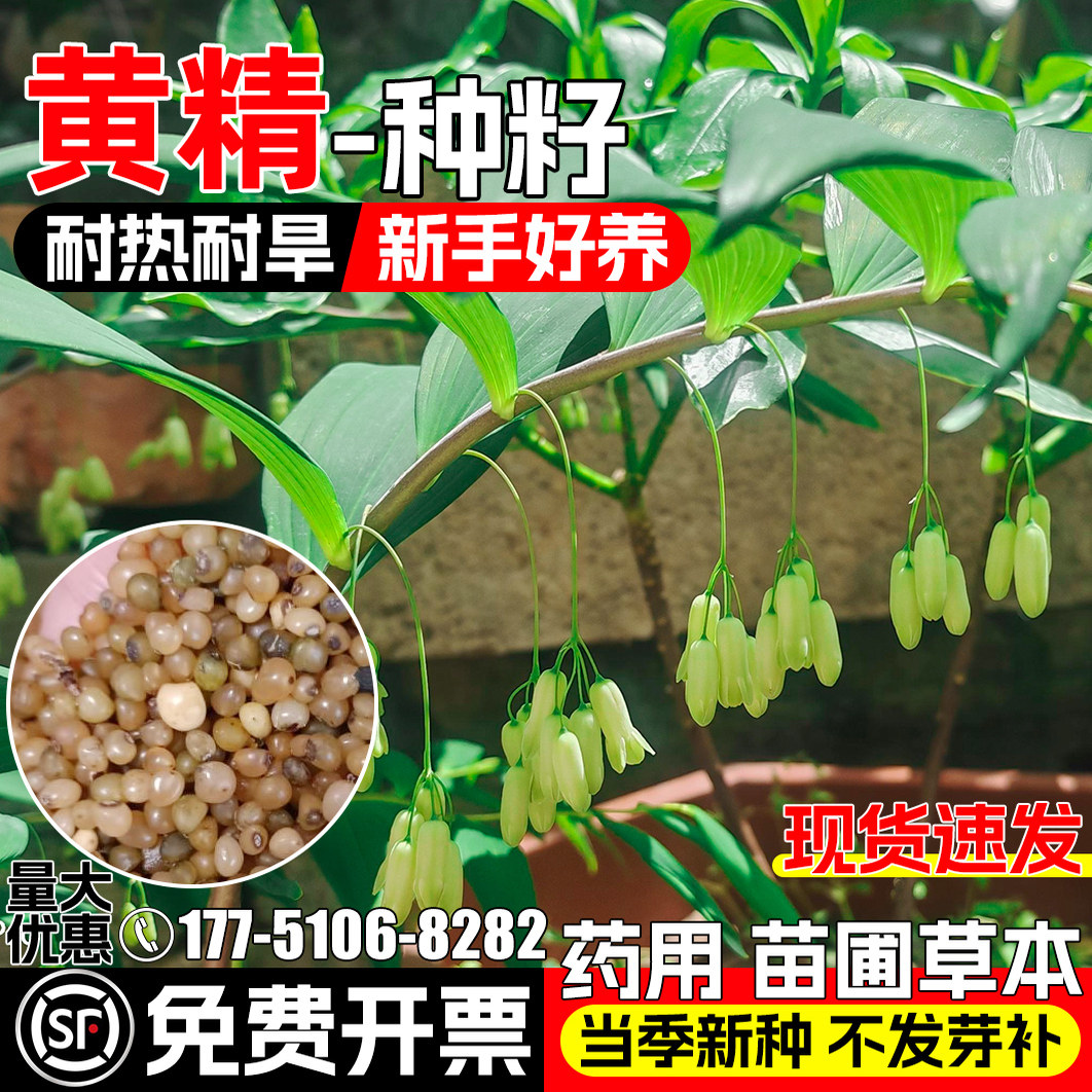 黄精种子姜形鸡头黄精中药材种子图片