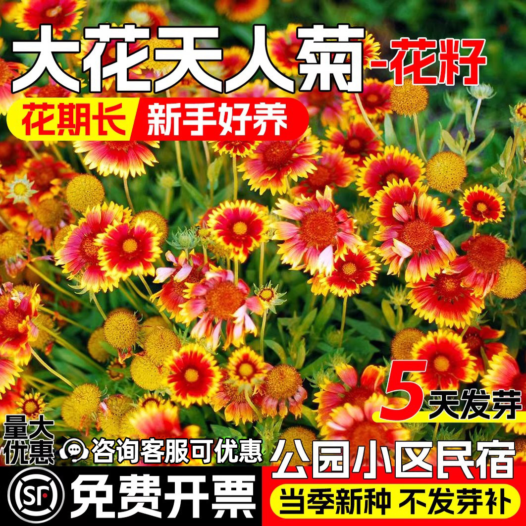 天人菊花种籽四季播种多年生宿根花籽公园小区花海景观耐寒花种子 - 实物图