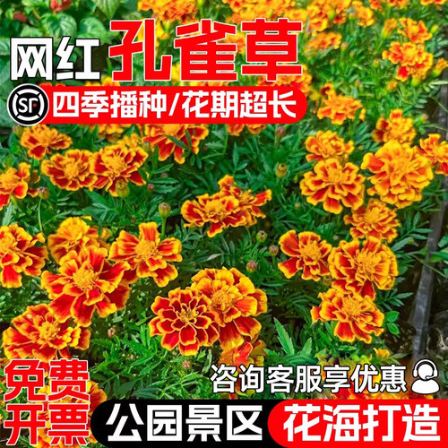 孔雀草花种籽子四季播种野花组合