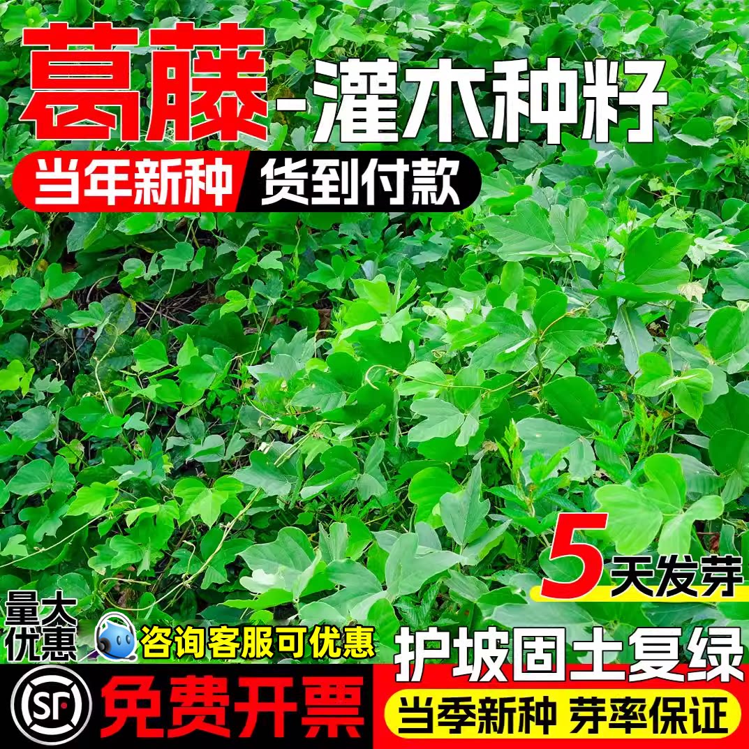 葛藤种籽边坡绿化护坡固土草种子