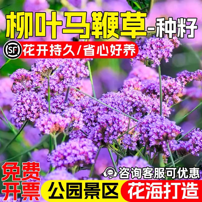 柳叶马鞭草种子公园景区花海美化